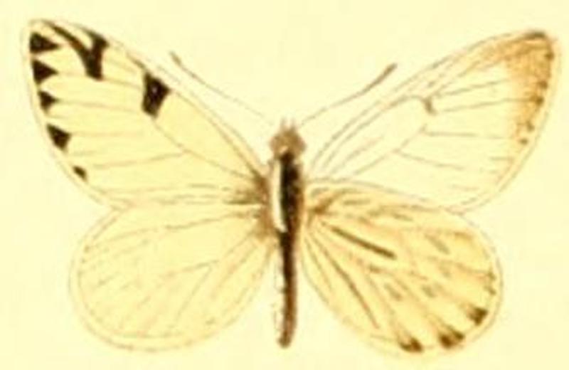 Phulia nymphula male2