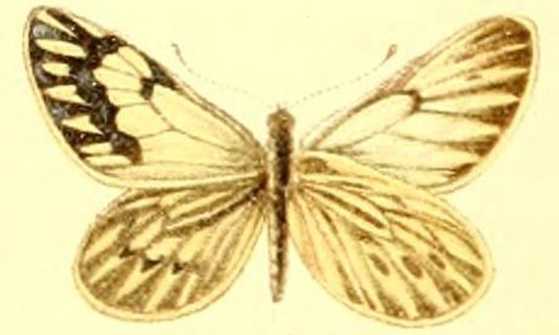 Phulia nymphula nympha female