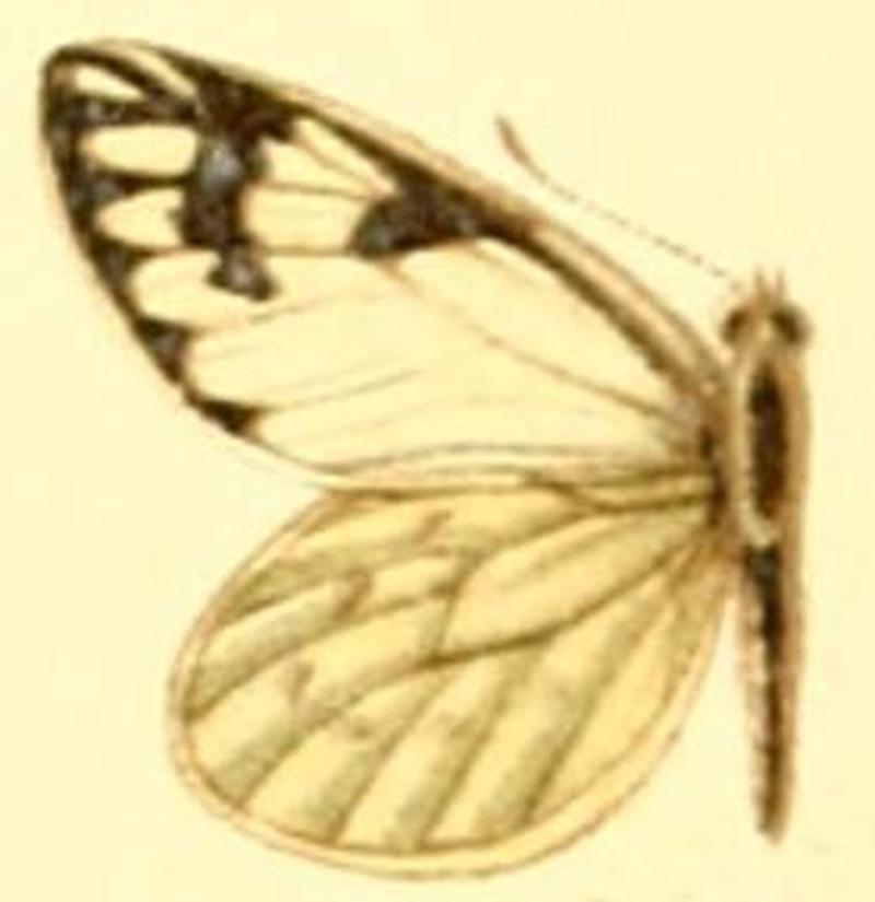 Phulia nymphula nympha male