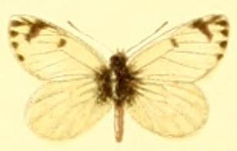 Phulia paranympha