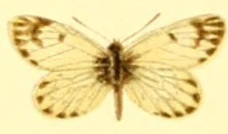 Phulia paranympha female