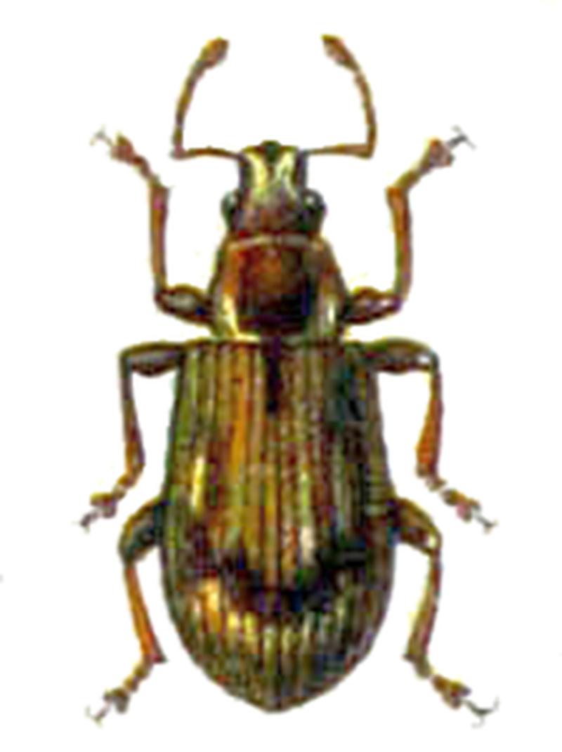 Phyllobius sinuatus
