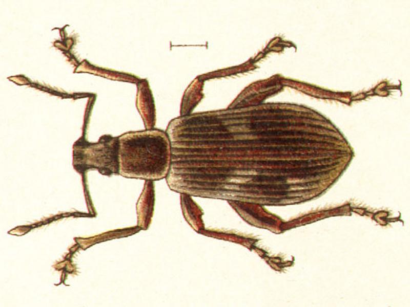 Phyllobius sinuatus 2