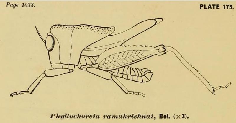 Phyllochoreia ramakrishnai Bolívar, 1914