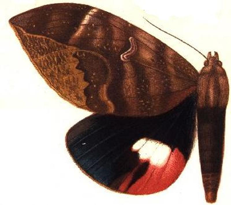 Phyllodes enganensis