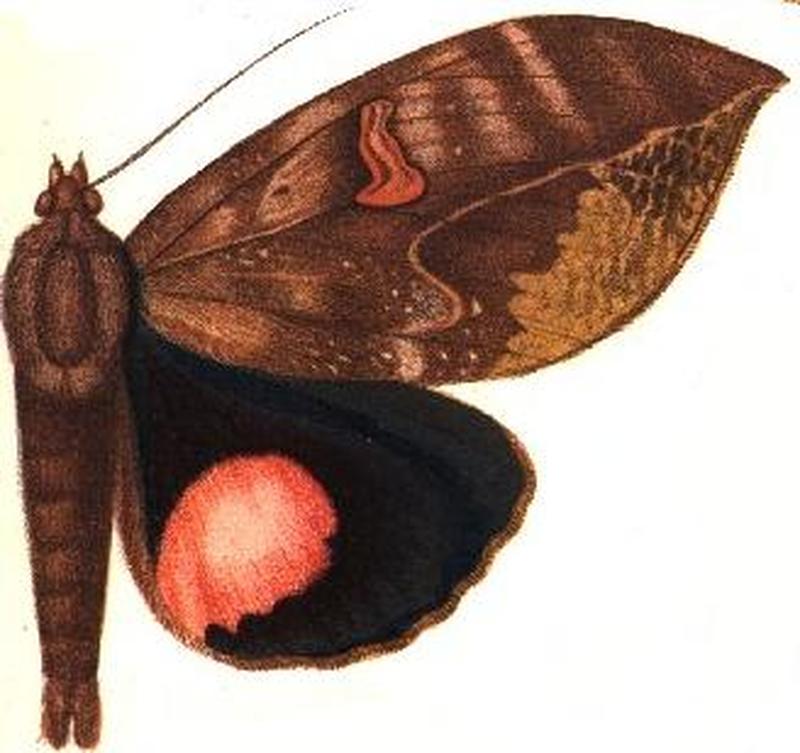 Phyllodes roseigera (=Ph. consobrina)