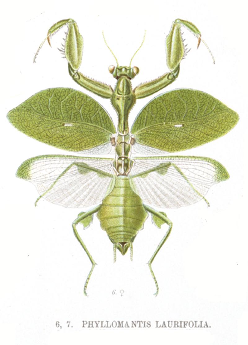 Phyllomantis laurifolia