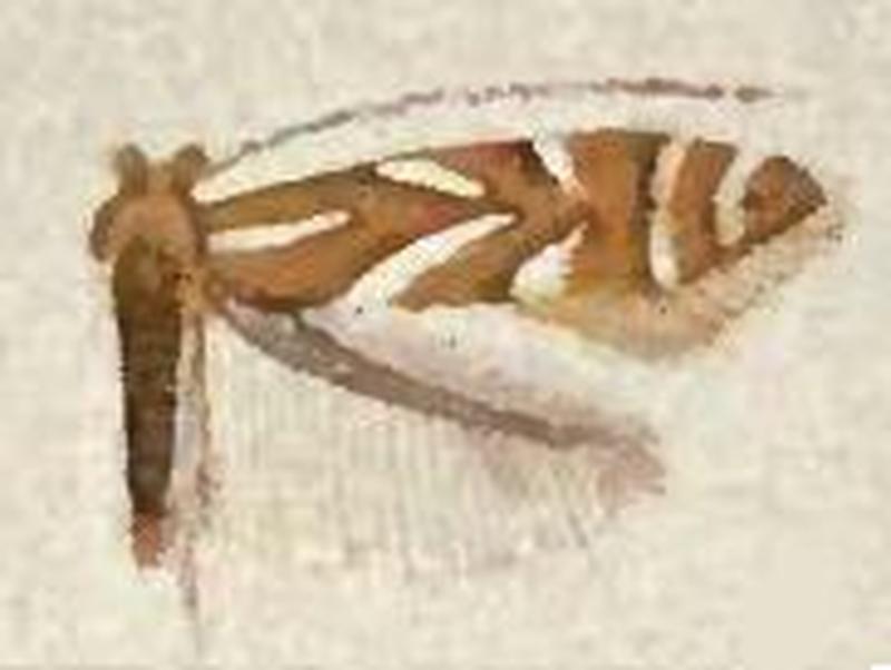 Phyllonorycter ledella