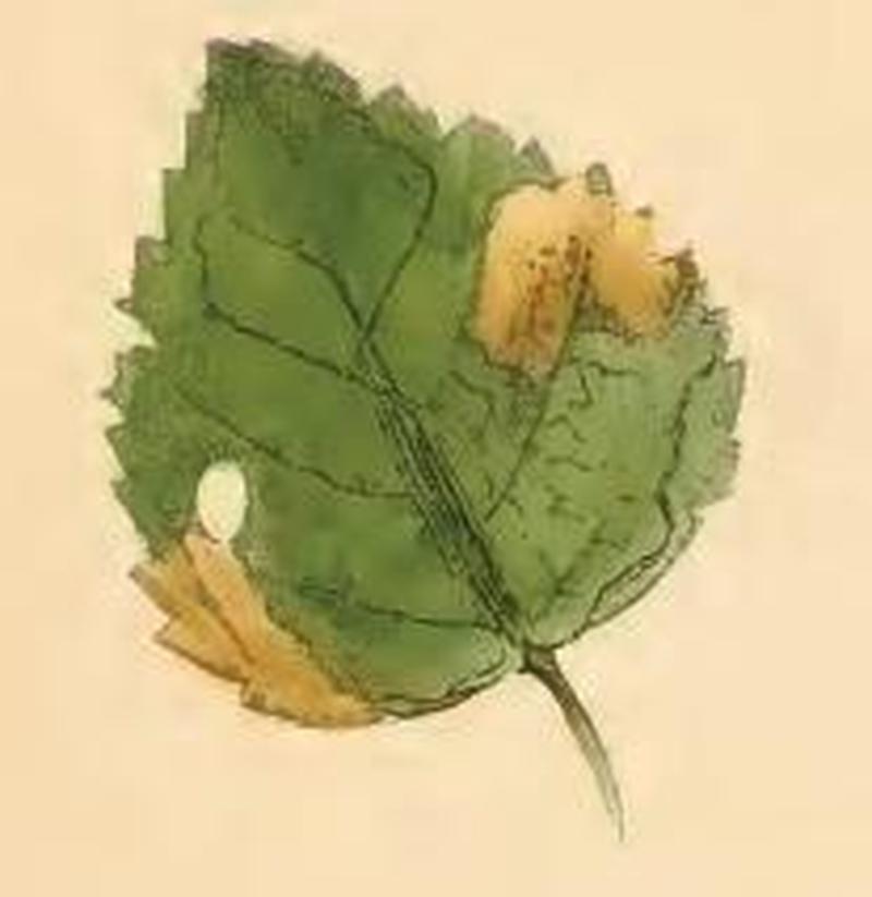 Phylloporia bistrigella a birch leaf mined by two larvae, one of which has already cut out its case and departed