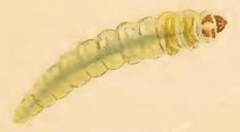 Phylloporia bistrigella larva