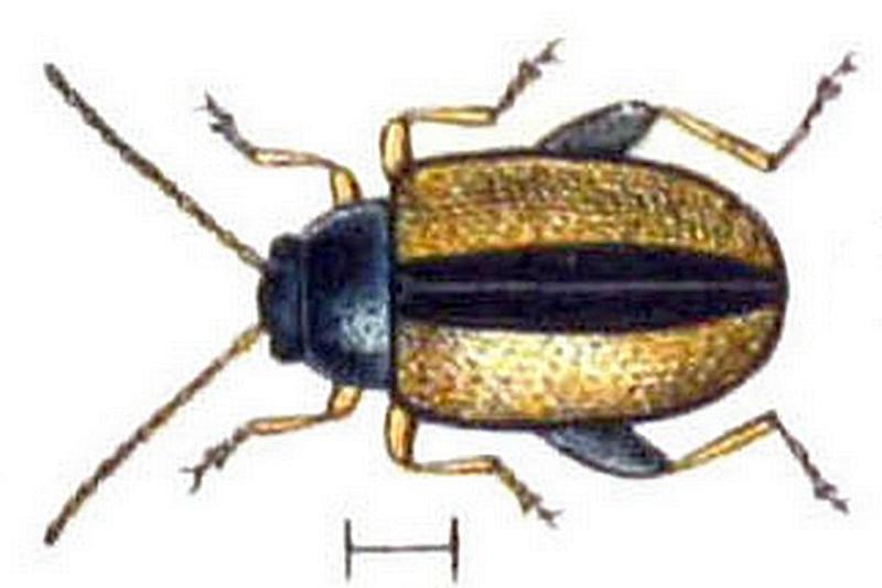 Phyllotreta armoraciae Reitter-1912 bugs3148