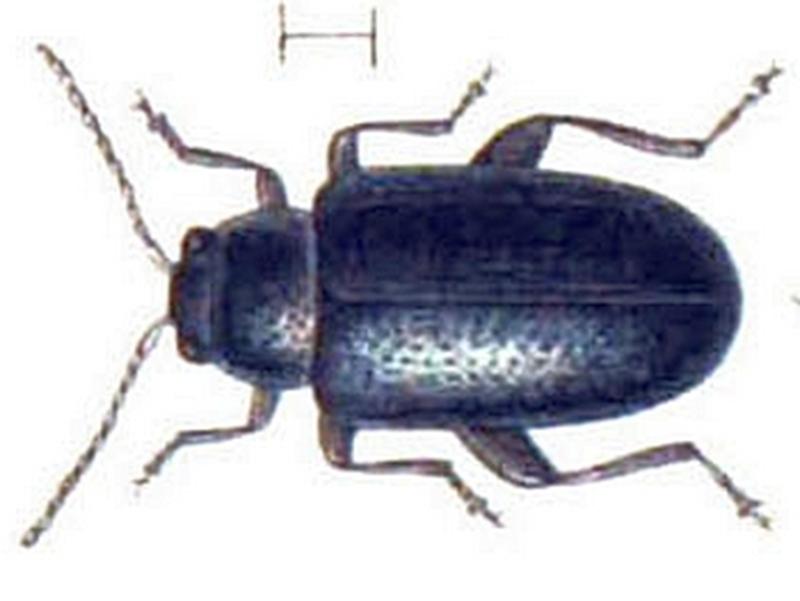 Phyllotreta atra