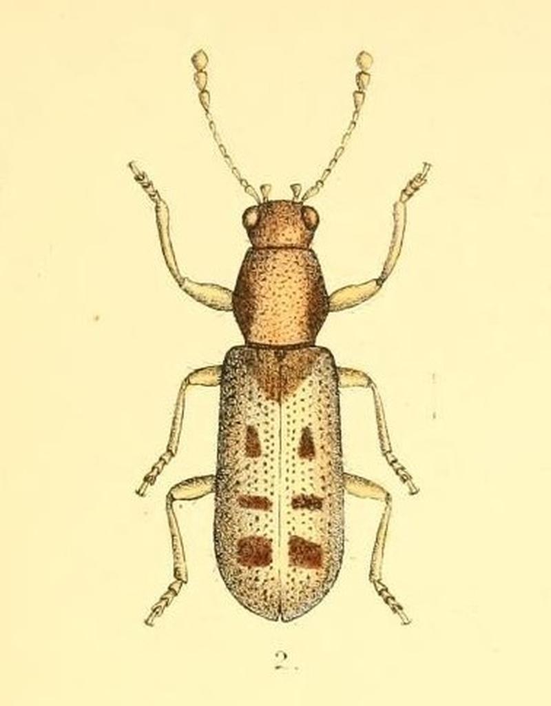 Phymatophaea testacea (cropped)