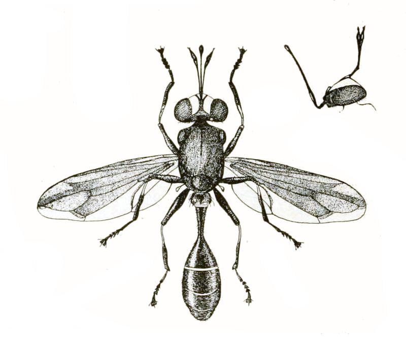 Physocephala tibialis
