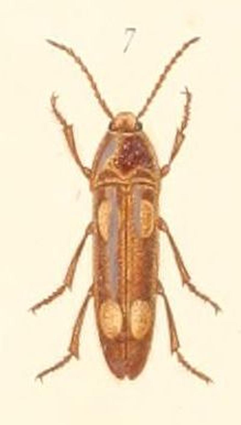 Physorhinus flaviceps