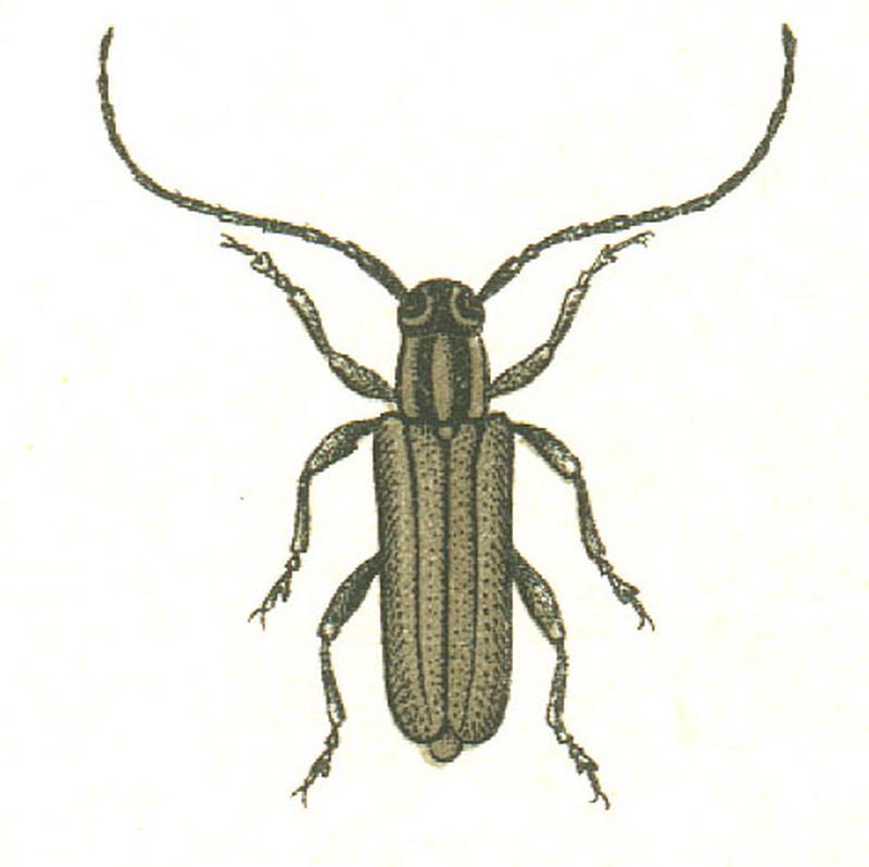 Phytoecia nigricornis