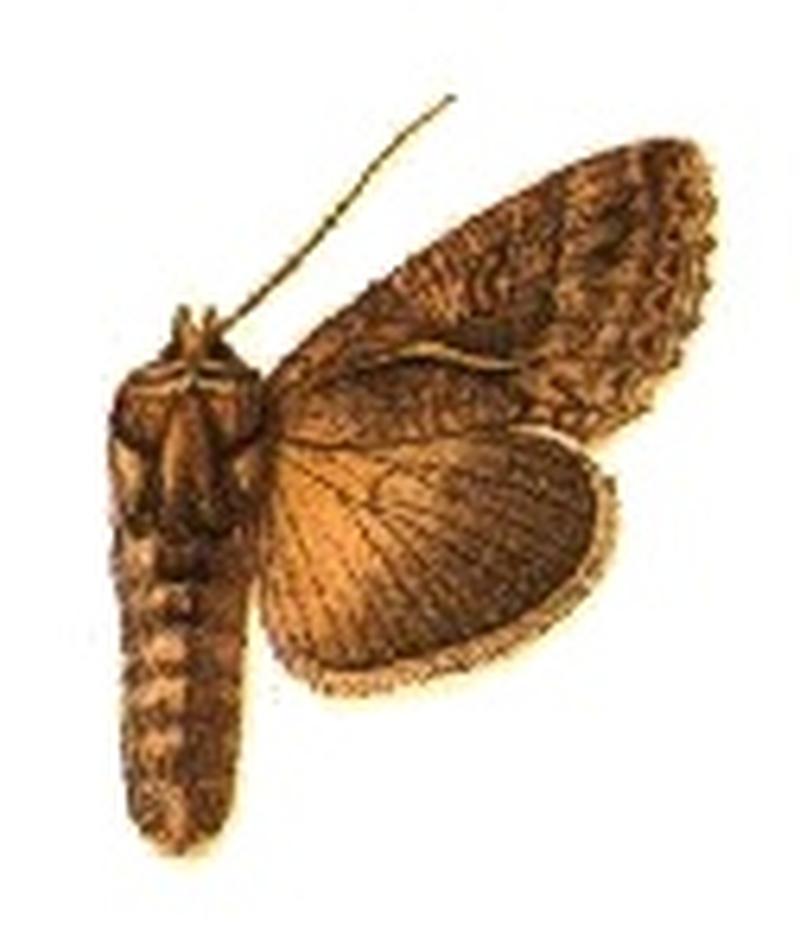Phytometra albostriata