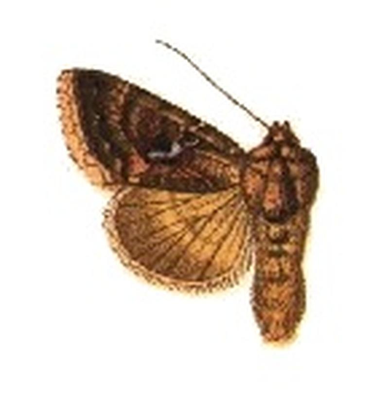 Phytometra angulum