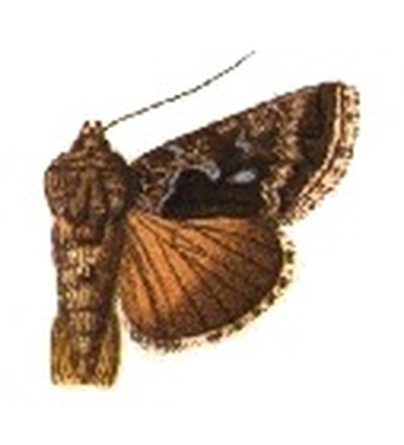 Phytometra argentifera