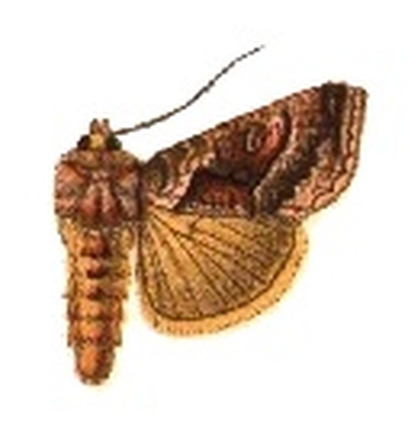 Phytometra basigera