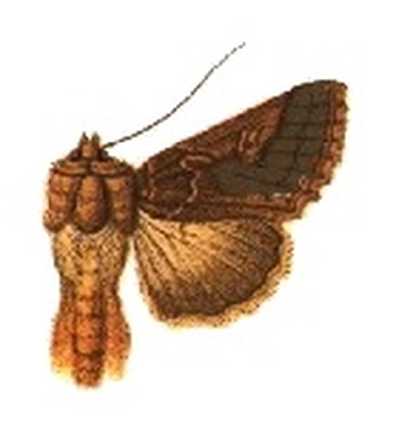 Phytometra brachychalcea