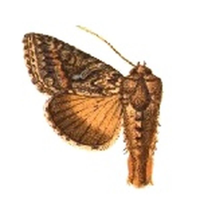 Phytometra brassicae