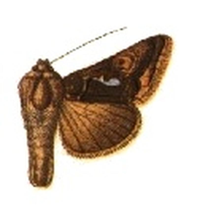 Phytometra calceolaris