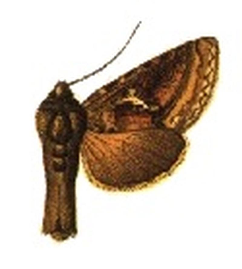 Phytometra caudata