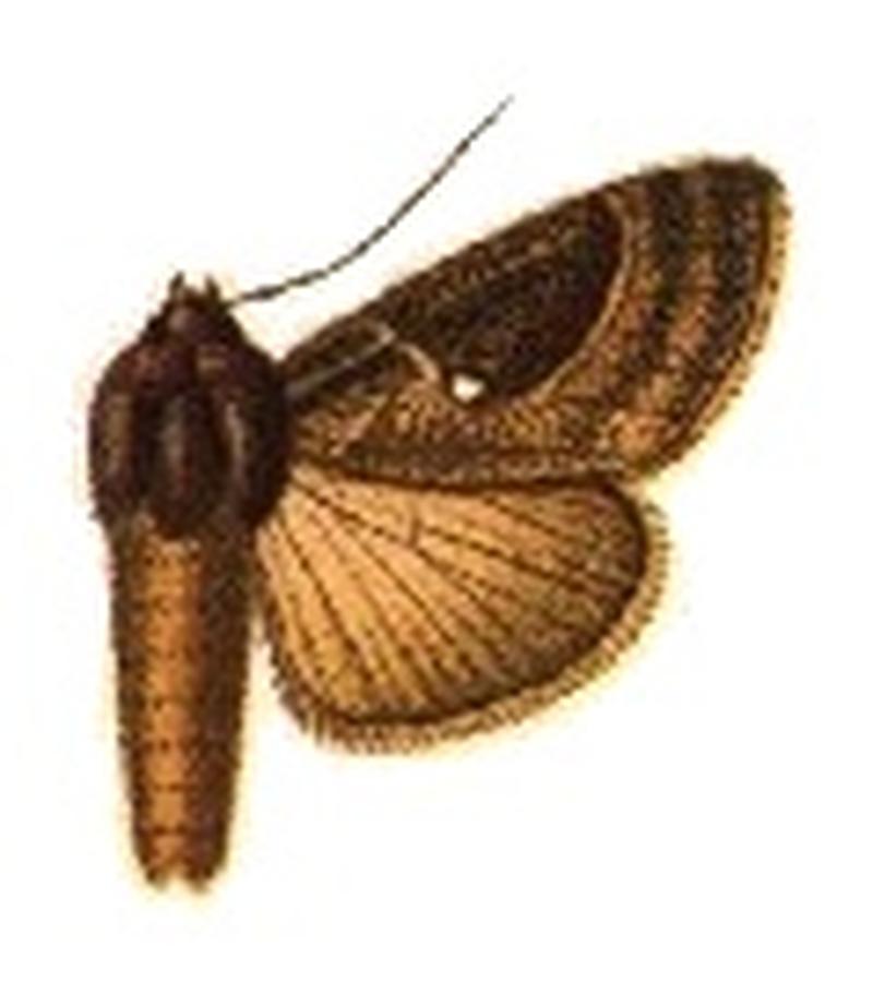 Phytometra cebeae