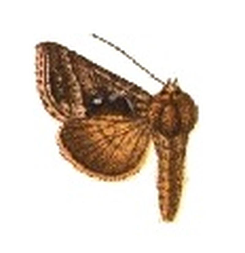 Phytometra chalcedona