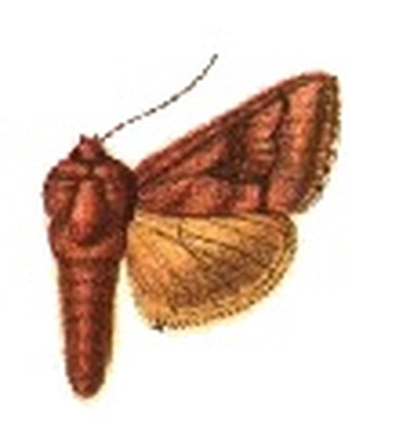 Phytometra distalagma