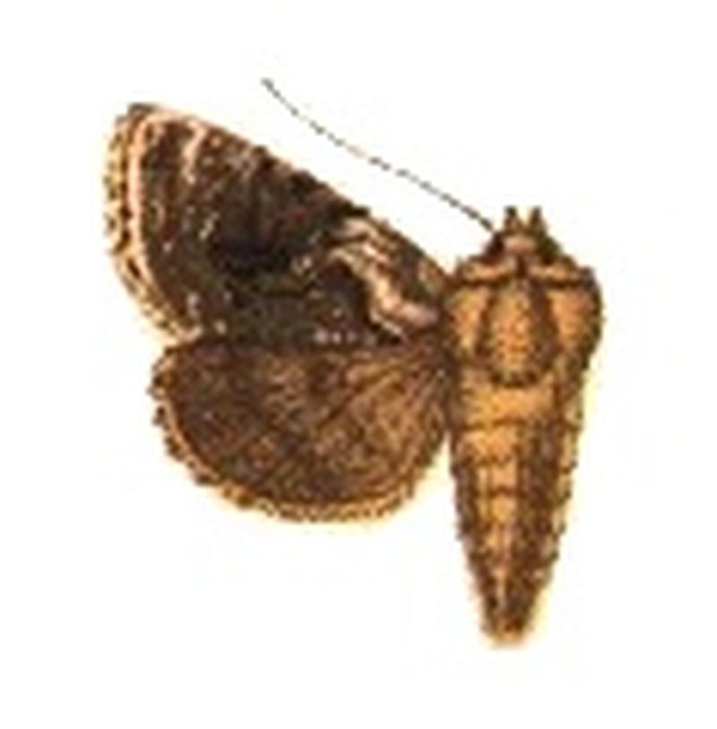 Phytometra dorfmeisteri