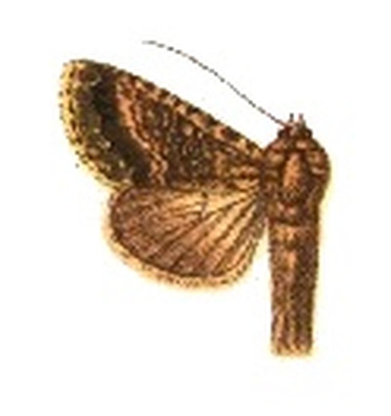 Phytometra eugrapha