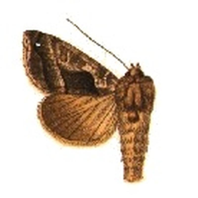 Phytometra fracta