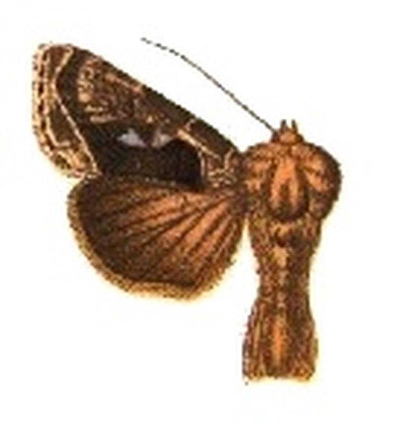 Phytometra gammaloba