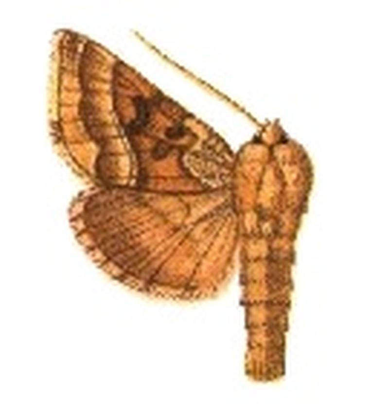 Phytometra gerda