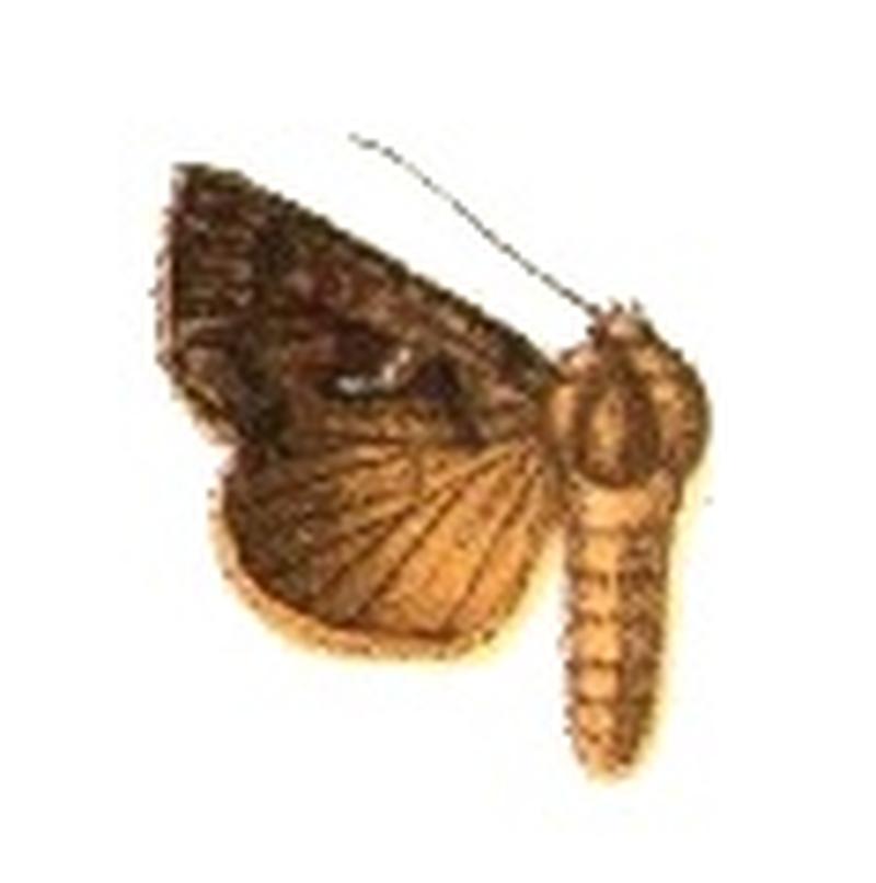Phytometra hemichalcea