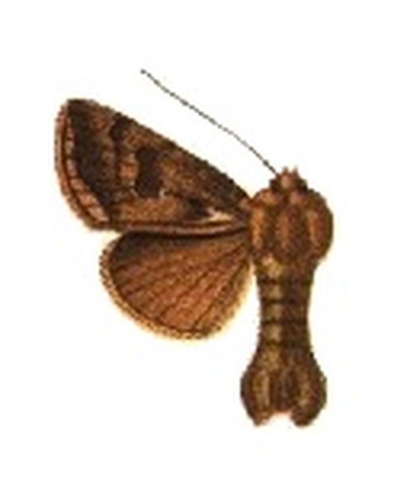 Phytometra livida