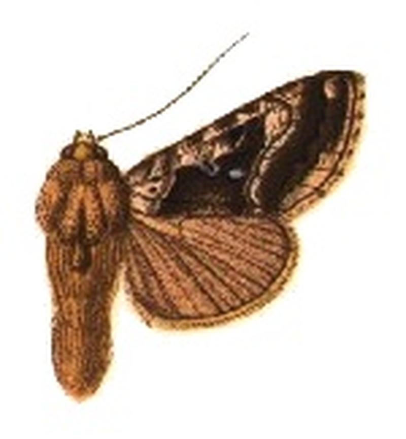 Phytometra meretricia