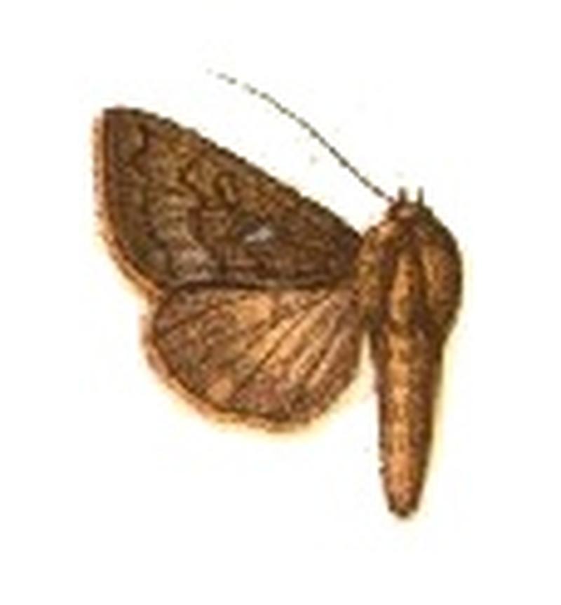 Phytometra microstigma