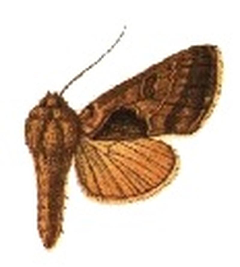 Phytometra phocina