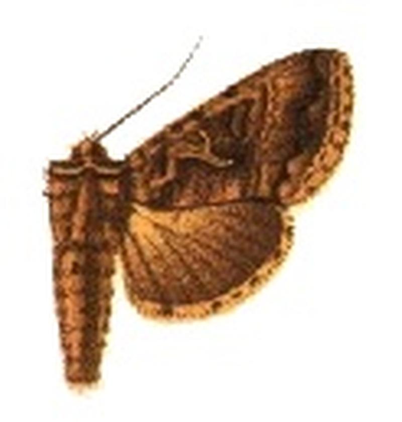 Phytometra rubida