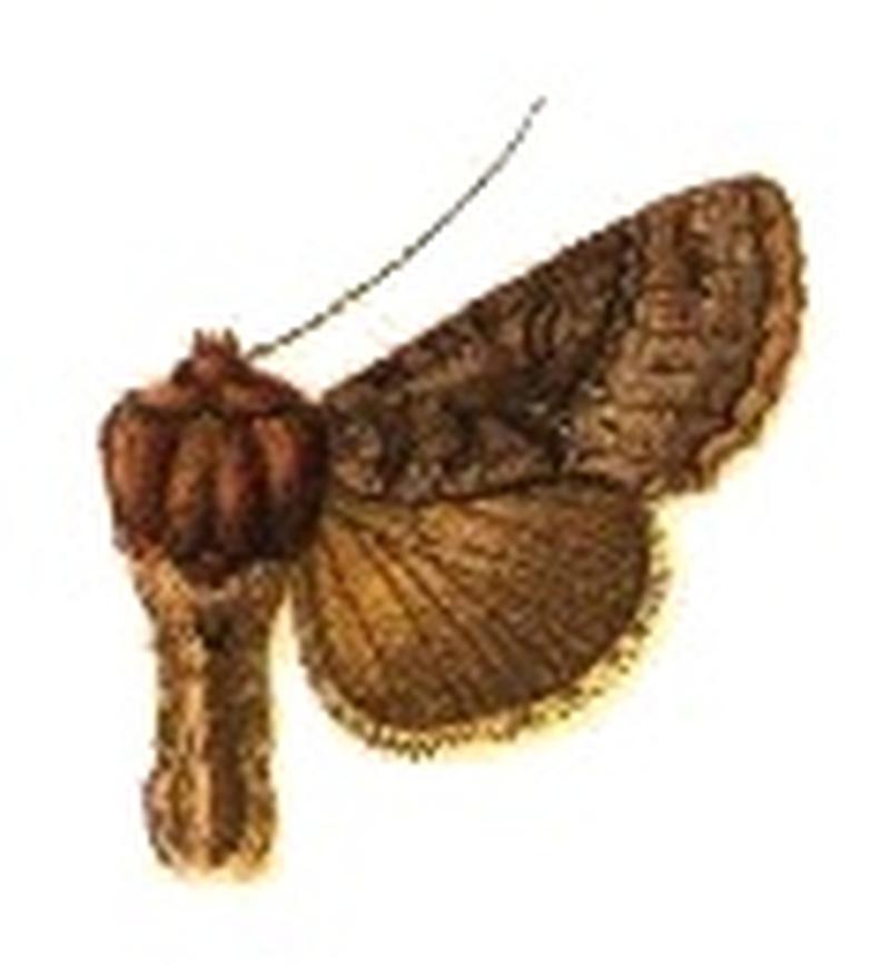 Phytometra subchalybaea