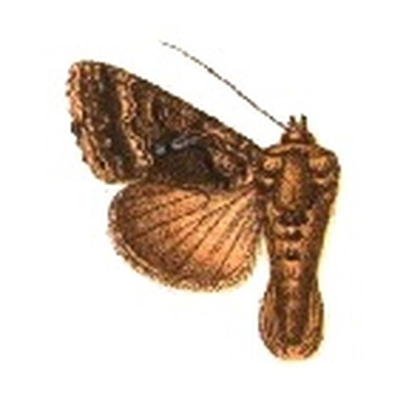 Phytometra tarassota