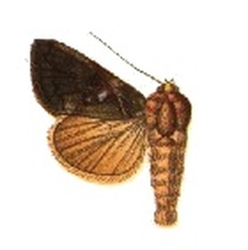 Phytometra verruca