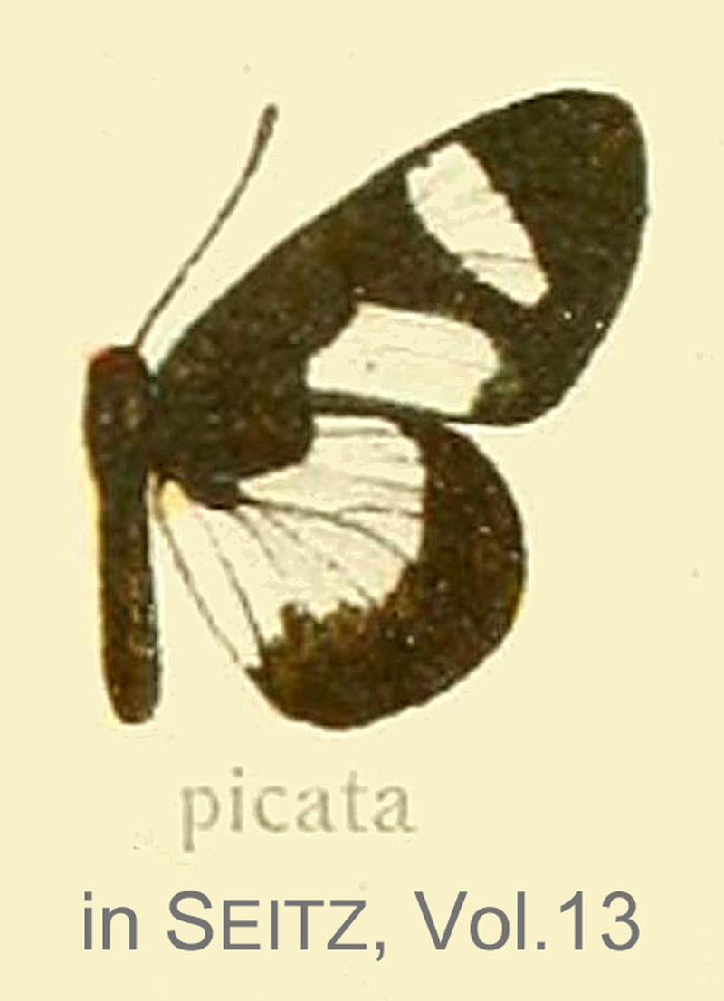 Picata inSeitzVol13