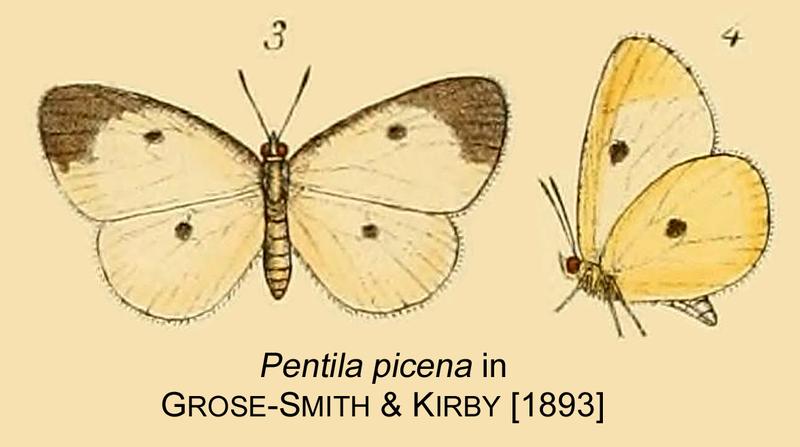 Picena inGSK1893
