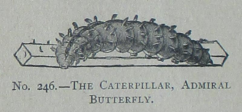 Picture Natural History - No 246 - The Caterpillar, Admiral Butterfly