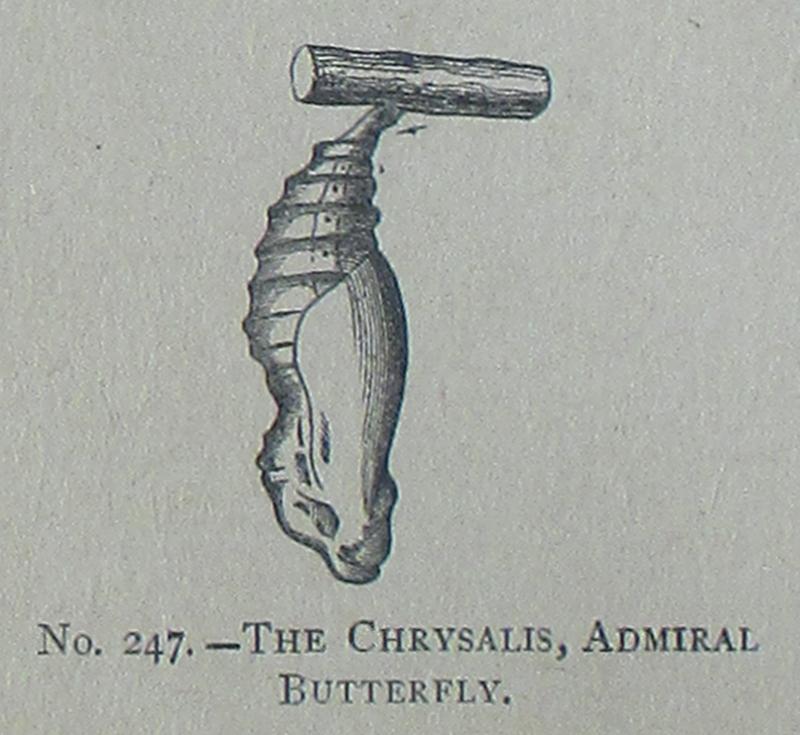 Picture Natural History - No 247 - The Chrysalis, Admiral Butterfly