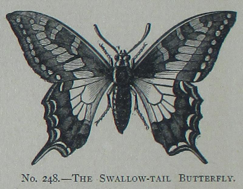 Picture Natural History - No 248 - The Swallow-tail Butterfly